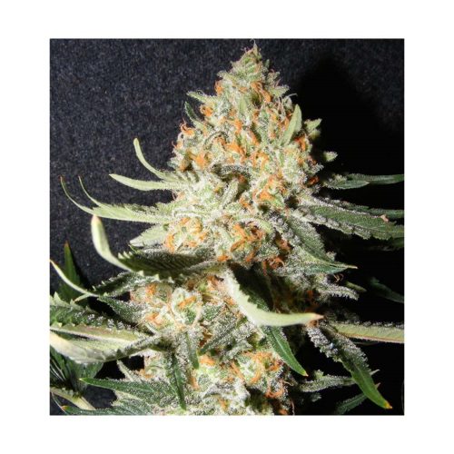 The Kush Brothers Exotic Kush Fem