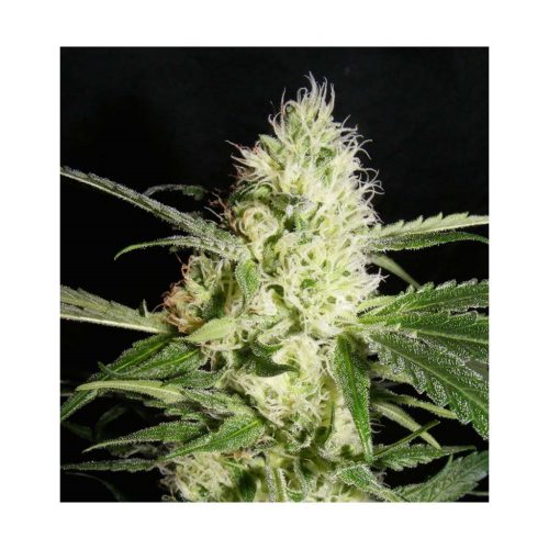 The Kush Brothers YellowStone Fem