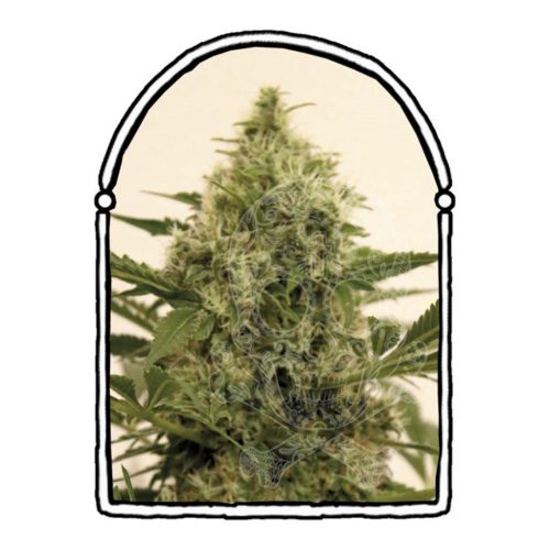 The Kush Brothers Pandemia Kush Fem