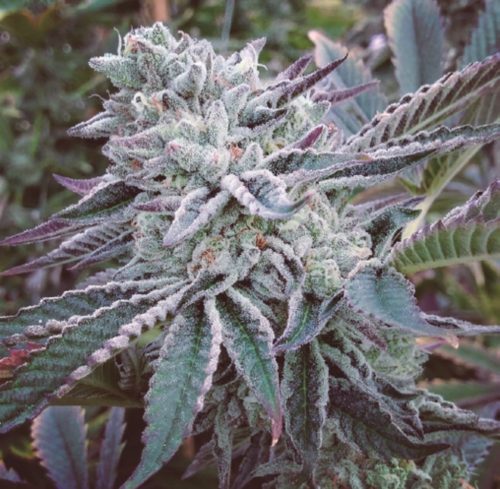The Kush Brothers Cheese Cake Cookies Fem