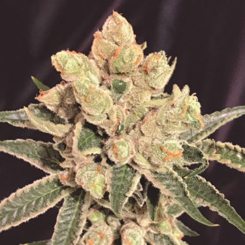 The Kush Brothers Ba Sherbet Fem