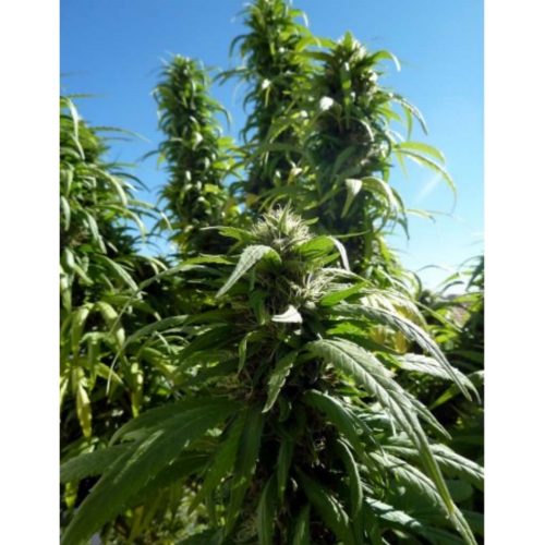 MakkaSeeds Super Auto Skunk