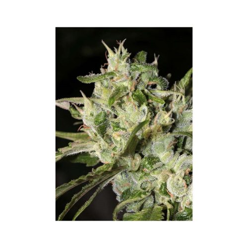 Mamiko Amnesia Cookies Fem