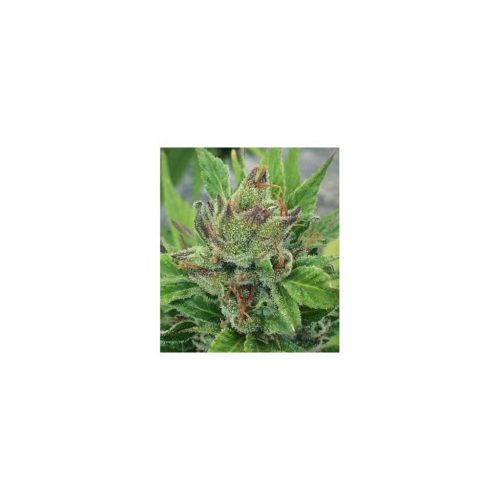 Mamiko Casey Cookies Fem