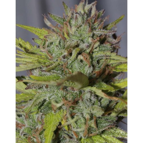 Mamiko Cheese Cookies Fem