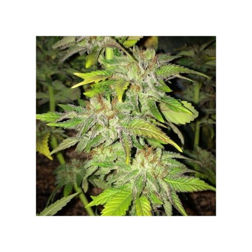 Mamiko Pure Kush Cookies Fem