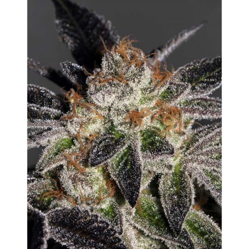 Mamiko Cookies Fem