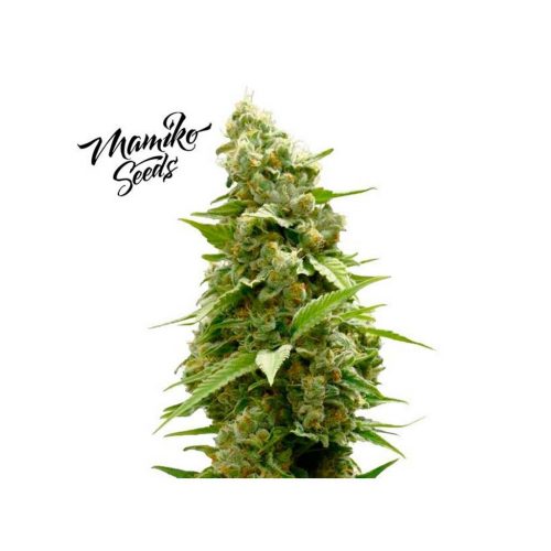Mamiko Master Cookies Fem