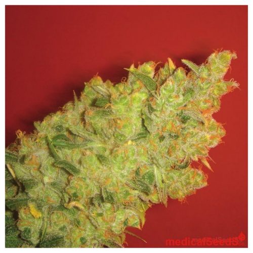 Medical Seeds Jack La Mota