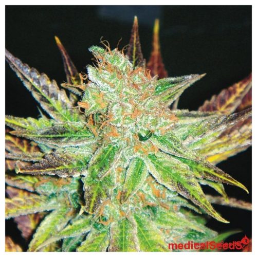 Medical Seeds Prozack