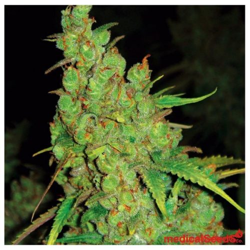 Medical Seeds 1024