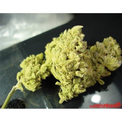 Medical Seeds No me