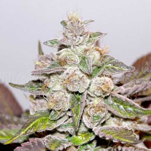 Medical Seeds Mendocino Purple Kush