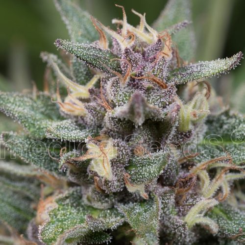 Medical Seeds Bluehell Auto