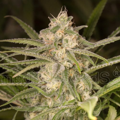 Medical Seeds No me Auto