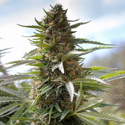 Medical Seeds Over Dawg