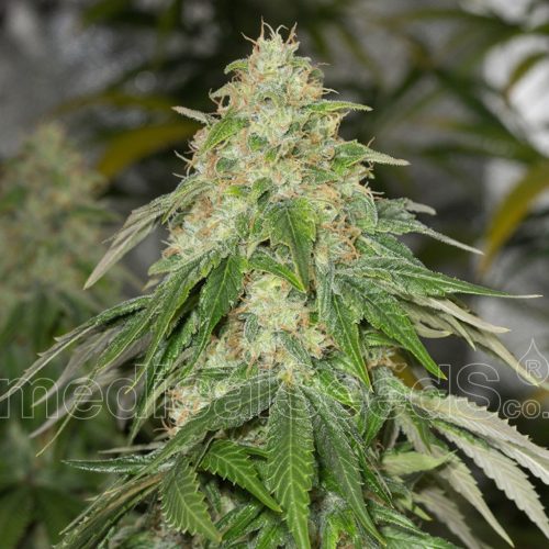 Medical Seeds Some Sweet