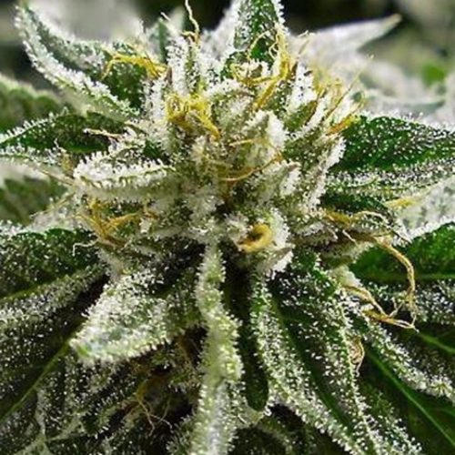 Medical Seeds Cadian Kush 2.0