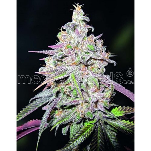 Medical Seeds Mendocino Chanel Kush