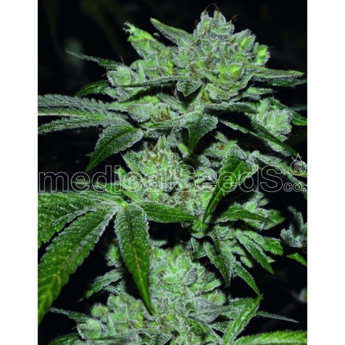 Medical Seeds Sour Glue