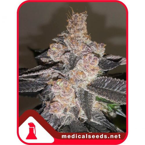 Medical Seeds Gelato 242