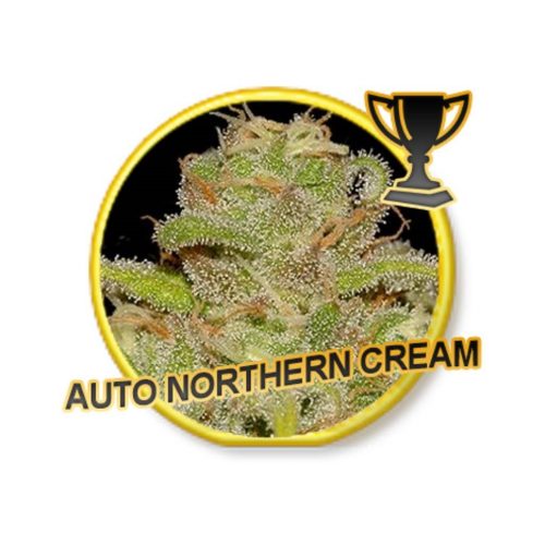 Mr. Hide Auto Nother Cream
