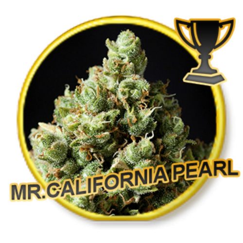 Mr. Hide Mr. California Pearl Fem.