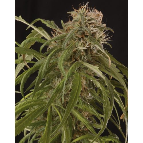 Mr. Hide Mr. Piaya Haze CBD Fem.