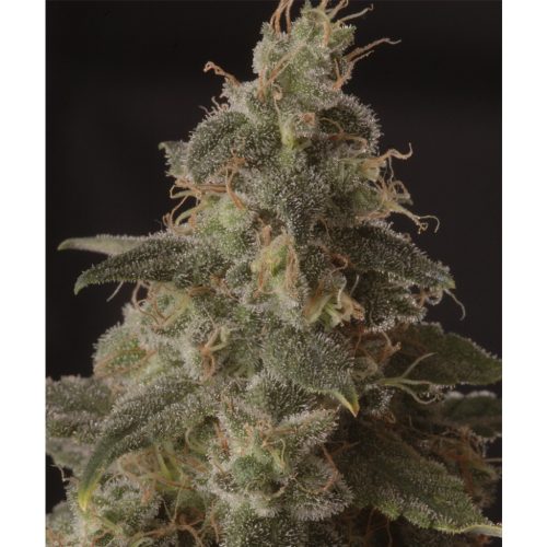 Mr. Hide Mr. Full Moon CBD Fem.