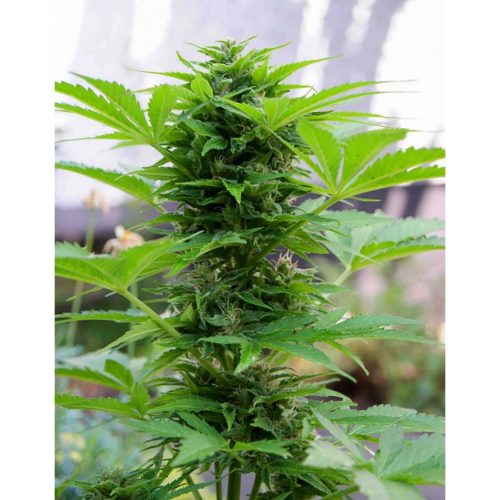 Mr. Hide Auto Winweed CBD Red