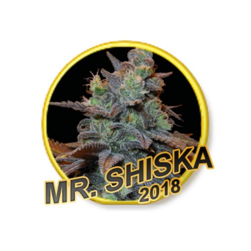 Mr. Hide Mr. Shiska Fem.