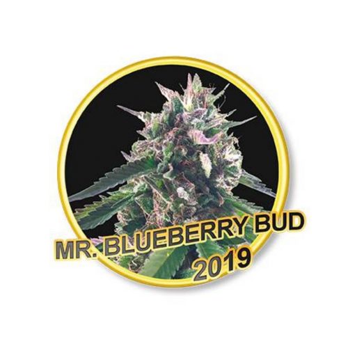 Mr. Hide Mr. Blueberry Bud Fem.