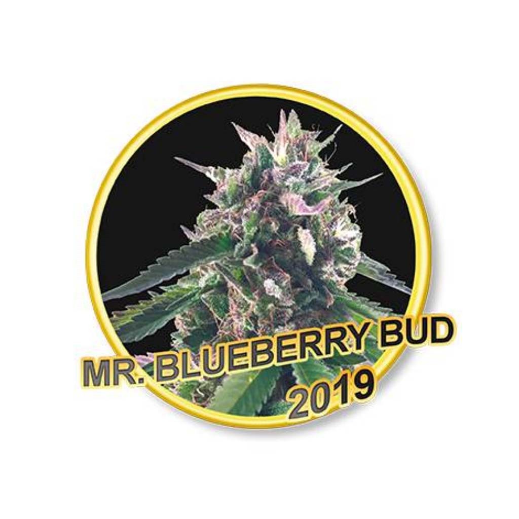 Mr. Hide Mr. Blueberry Bud Fem.