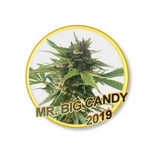 Mr. Hide Mr. Big Candy Fem.
