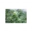 Mr. Nice Super Silver Haze 15Und Reg.