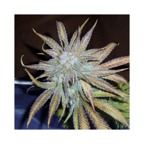 Nirva Blue Mystic Fem.