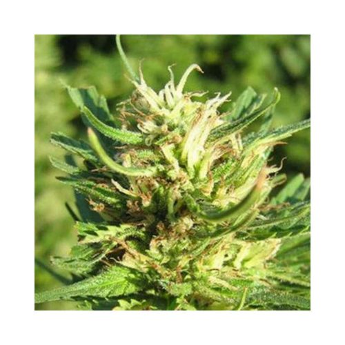 Nirva Super Skunk Fem