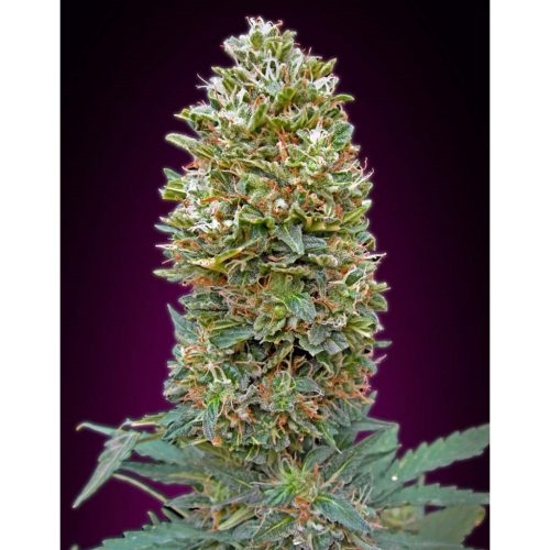 00 Seeds Auto Bubble Gum
