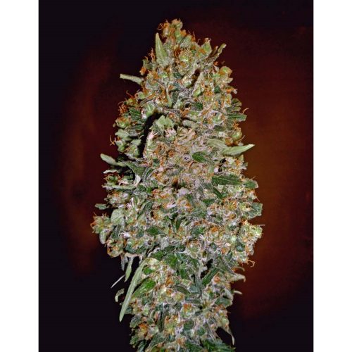 00 Seeds Auto Chocolate Skunk