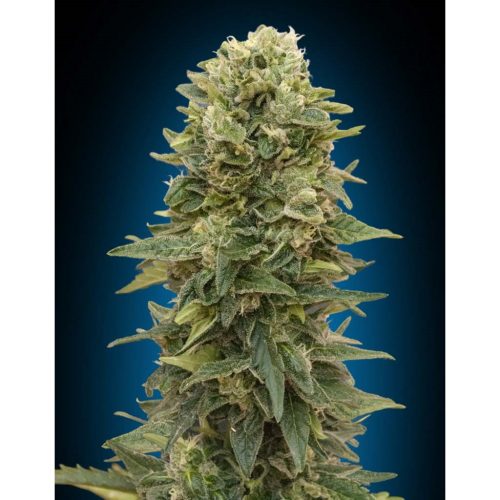 00 Seeds Auto Afghan Mass