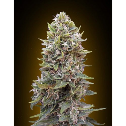 00 Seeds Auto Cheese Berry