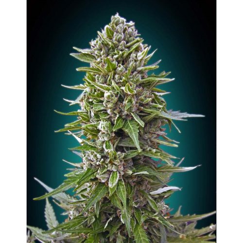 00 Seeds Auto Northern Lights