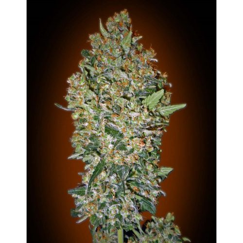 00 Seeds Cheese Berry Fem