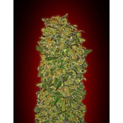 00 Seeds Chocolate Kush Fem