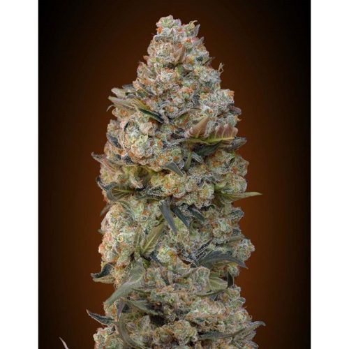 00 Seeds Chocolate Skunk Fem
