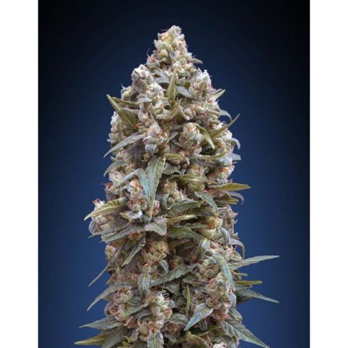 00 Seeds 00 Kush Fem