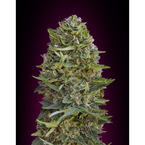 00 Seeds Caramel Kush Fem