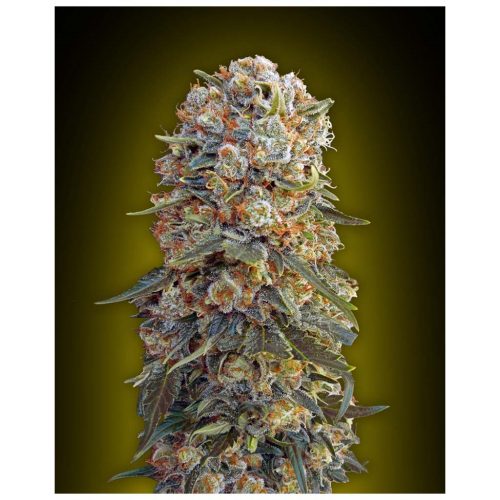 00 Seeds Sweet Critical Fem