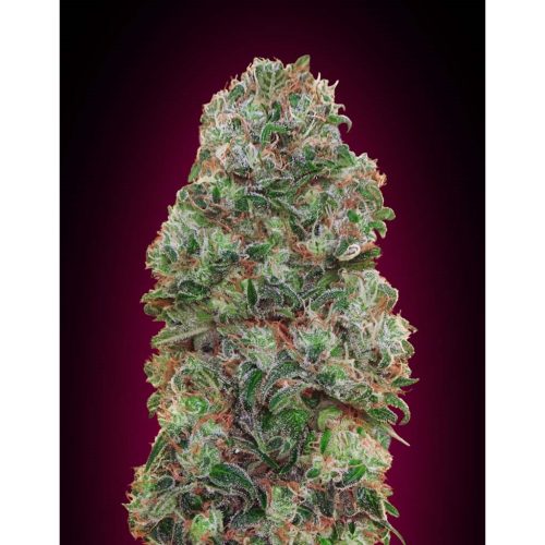 00 Seeds Bubble Gum