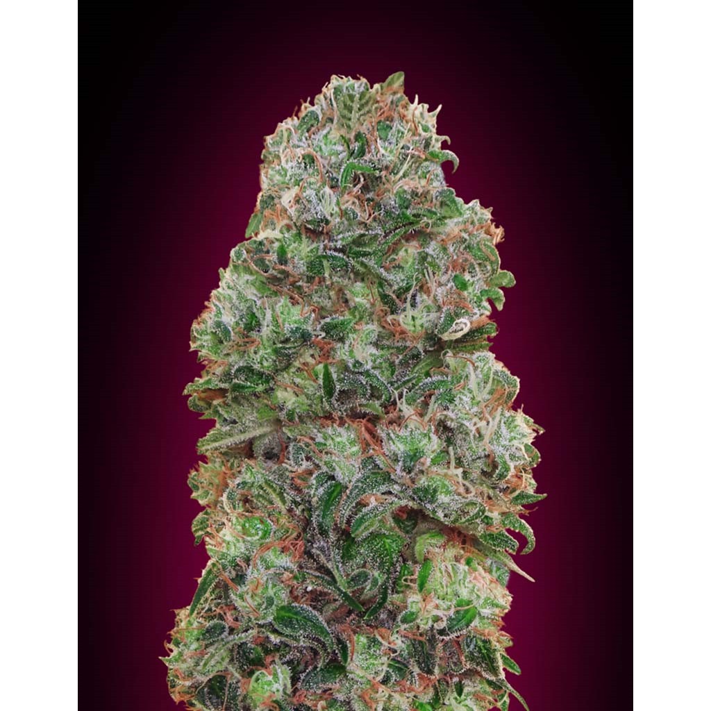 00 Seeds Bubble Gum